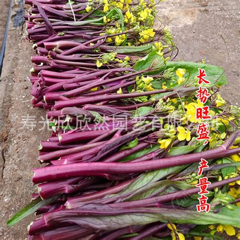 菜薹苔與菜生生職業